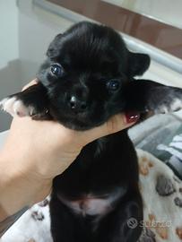 Femminuccia e Maschietto chihuahua