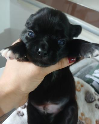 Femminuccia e Maschietto chihuahua