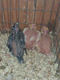 Calopsiti da imbecco 3889812877