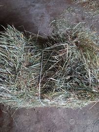 Fieno per piccoli animali