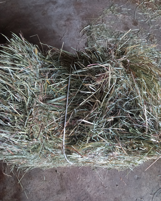 Fieno per piccoli animali