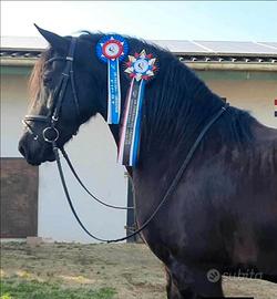 Disponibili 600 cavalli. Pony e altro