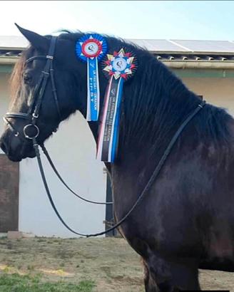 Disponibili 600 cavalli. Pony e altro