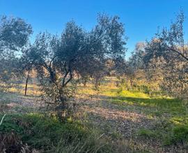 Terreno agricolo vigneto, oliveto, frutteto