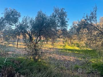 Terreno agricolo vigneto, oliveto, frutteto