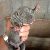 Cuccioli cane corso con pedigree ENCI