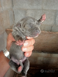 Cuccioli cane corso con pedigree ENCI