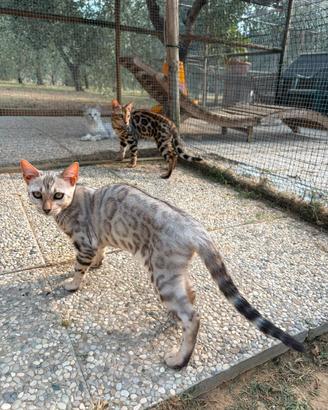 Cuccioli bengala con pedegree