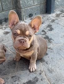 Bulldog francese