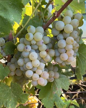 uva da vino