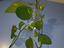 Immagine 5