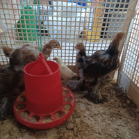 Galline ornamentali Brahma