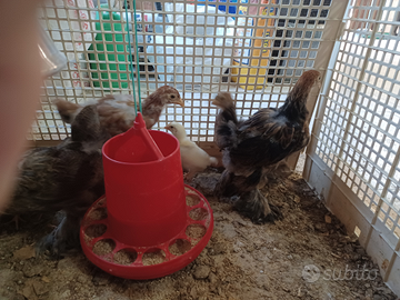 Galline ornamentali Brahma