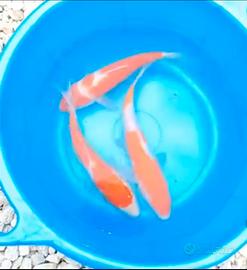 Carpe koi