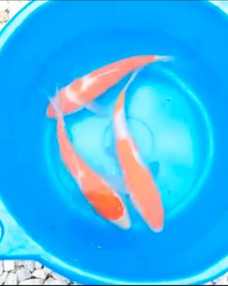 Carpe koi