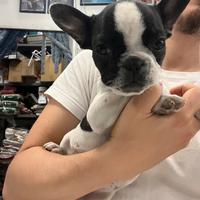 Cuccioli di bouledogue francese