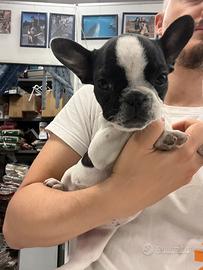 Cuccioli di bouledogue francese