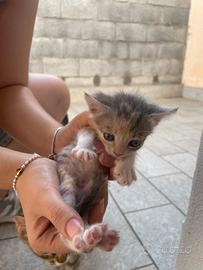 Animale gatto