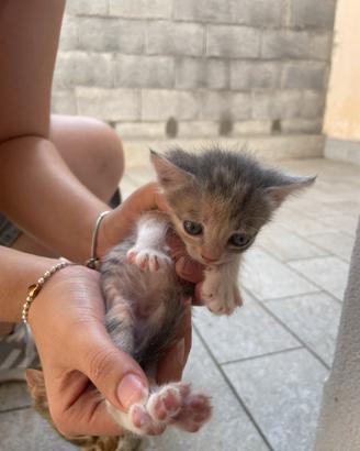 Animale gatto