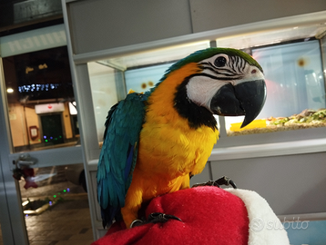 Ara arauna allevata a mano