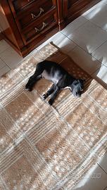 Pitbull terrier nato il 2gennaio microchip va