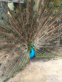 Pavone comune maschio di 4 anni