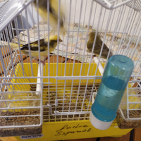 Sostenitore .cleb Timbrado.cede cantori meticci