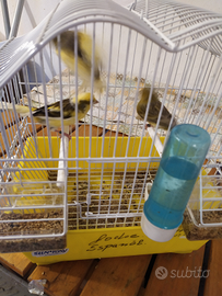 Sostenitore .cleb Timbrado.cede cantori meticci