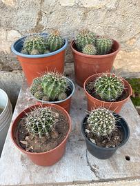 Lotto echinopsis piante grasse