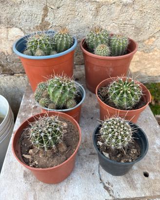 Lotto echinopsis piante grasse