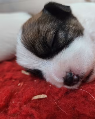 Splendidi cuccioli Jack Russell