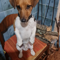 Jack Russell per monta