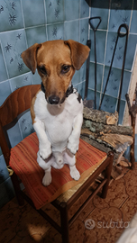 Jack Russell per monta