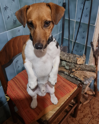 Jack Russell per monta