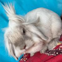 Coniglio Ariete Nano Maschio