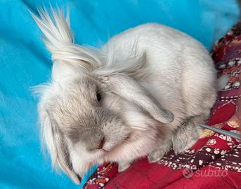 Coniglio Ariete Nano Maschio