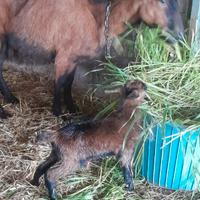 Capretto e capretta di pura razza camosciata