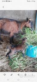 Capretto e capretta di pura razza camosciata