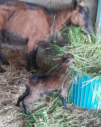 Capretto e capretta di pura razza camosciata