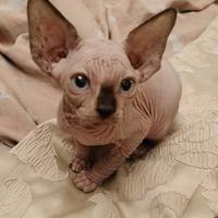 Sphynx