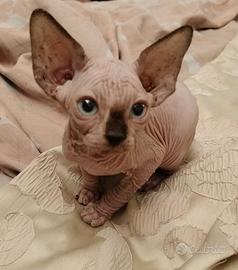 Sphynx