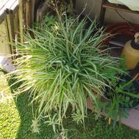 Pianta Nastrino o Falangio