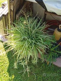 Pianta Nastrino o Falangio