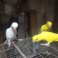 Parrocchetti dal collare