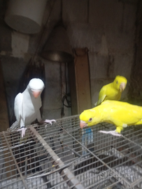 Parrocchetti dal collare