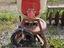 Immagine 2