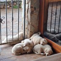 Cuccioli incrocio maremmano