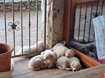 Cuccioli incrocio maremmano