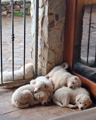 Cuccioli incrocio maremmano