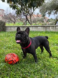 Buldog Francese